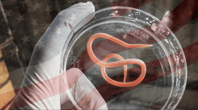 The Parasite Scandal: The Infections America Stopped Looking For