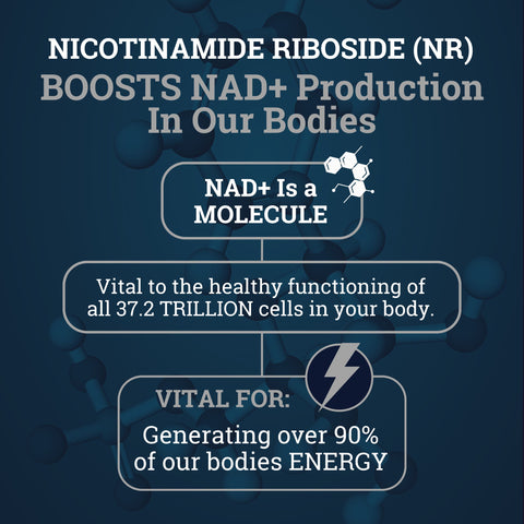 Nicotinamide Riboside (NR) 1550MG | With Quercetin & Resveratrol